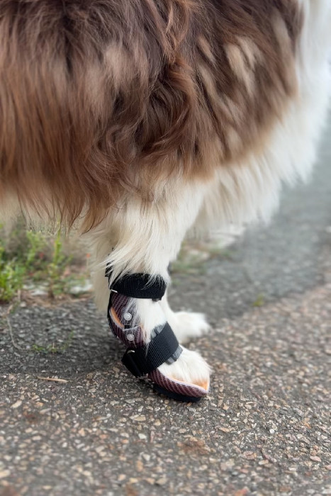 Carpal Orthosis for Dogs | Custom Veterinary Carpal Brace