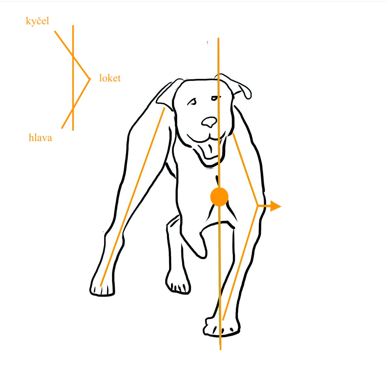 A dog after amputation is not able to stand completely straight. To compensate for the loss of a front leg, you will often notice the dog slightly tilting its head toward the side where the limb is missing. This is an attempt to regain balance, but it results in uneven loading of the entire body.  The healthy elbow on the opposite side flares outward, which leads to uneven pressure on the joint surfaces—and consequently overloads the shoulder joint. Similarly, the wrist and toes are also affected, as the dog leans more on the inner part of the remaining front leg, which is not natural for the body.  The spine curves into an arch in this posture, creating uneven stress on one side of the back. One side must work harder than the other, which can lead to chronic overuse and pain.  To compensate for the missing support at the front, the dog also has to rotate the rear leg on the amputated side outward. This helps with balance, but it also puts strain on the hip and knee joints—both in terms of muscular tension and the joint structures themselves.